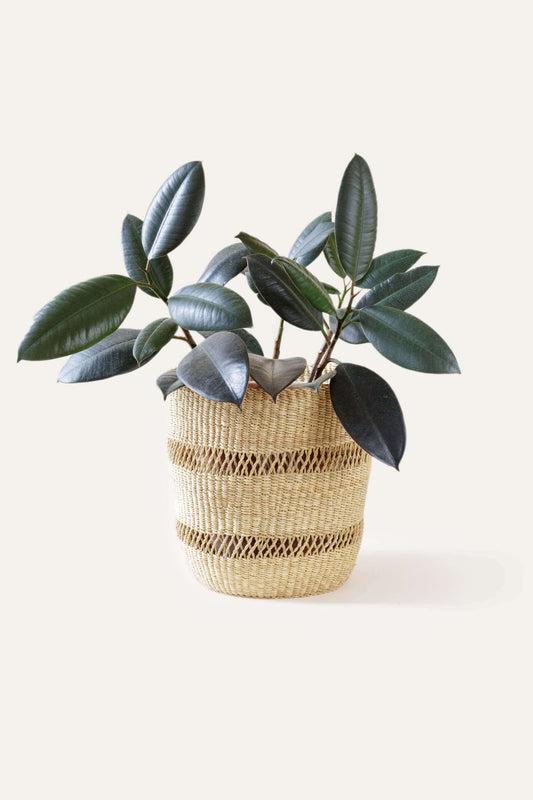 Bolga Planter