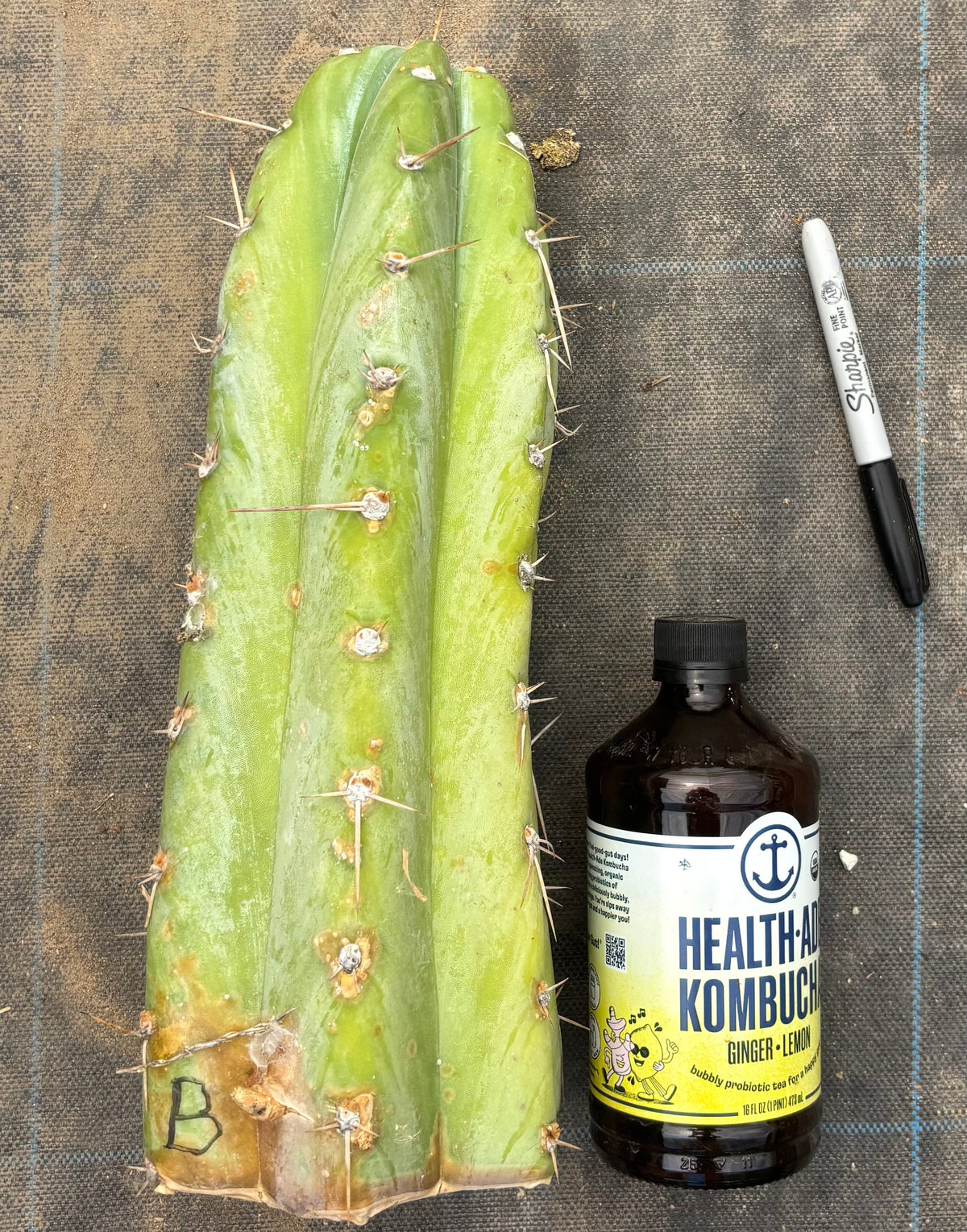 #EC20 EXACT TLC Special Trichocereus Peruvianus TSSBP Blue Peru Cactus Cuttings