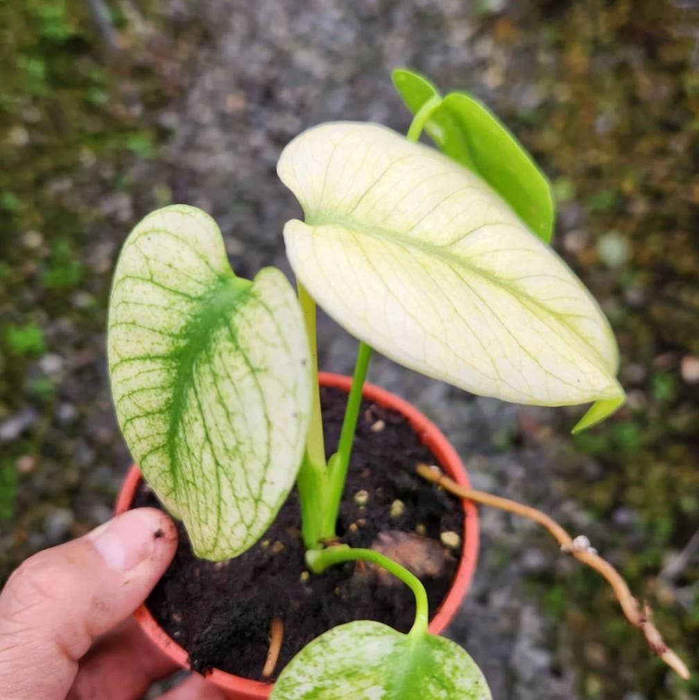 Monstera deliciosa “White Monster” variegated