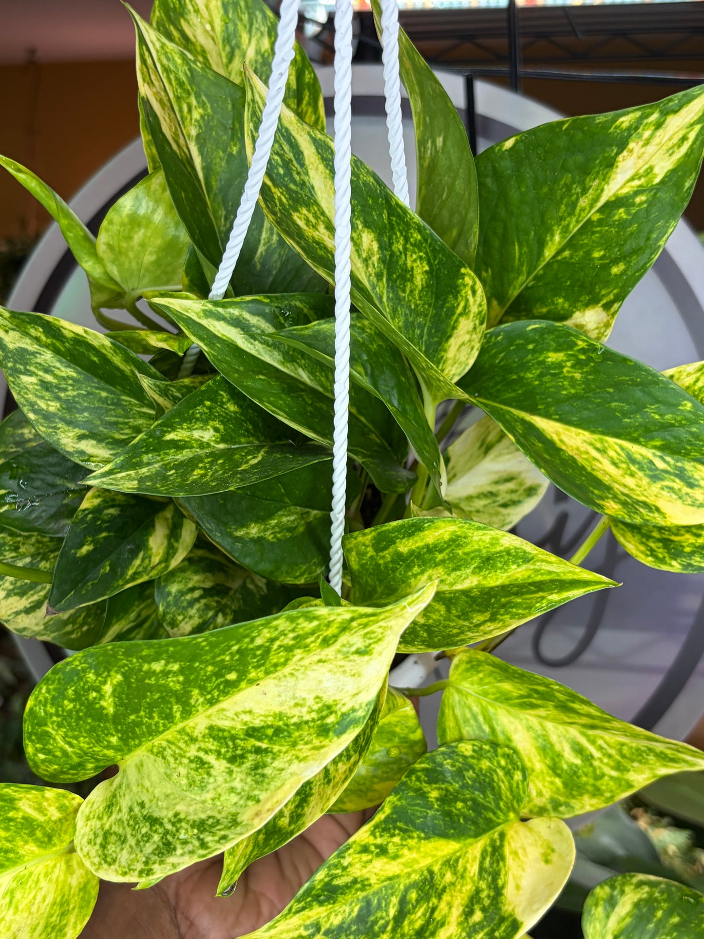 Pothos High Color (Golden)