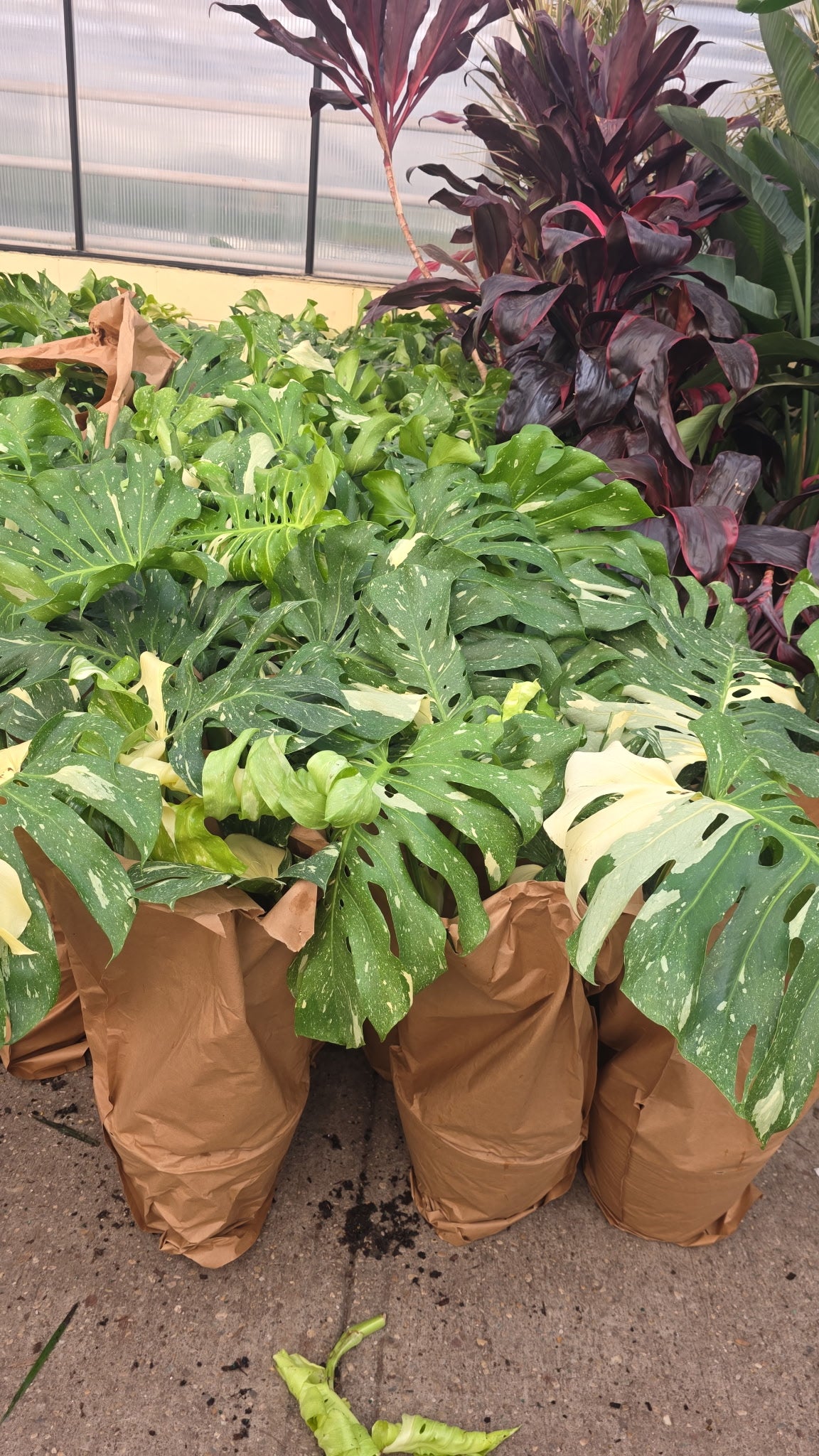 Monstera Thai Constellation (Mature)