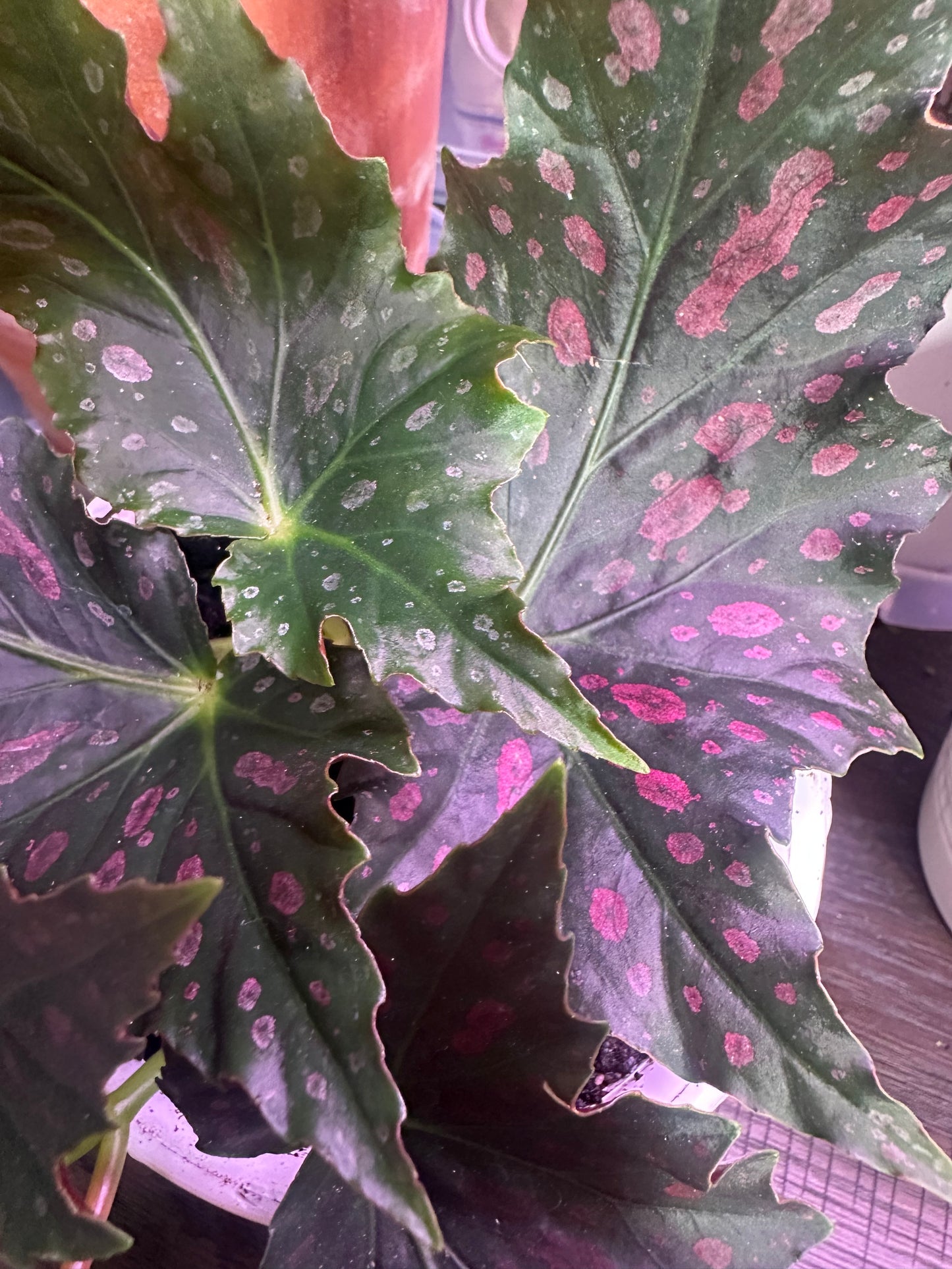 Begonia ‘Jocko Boy’ | Pink-Spotted Cane Begonia