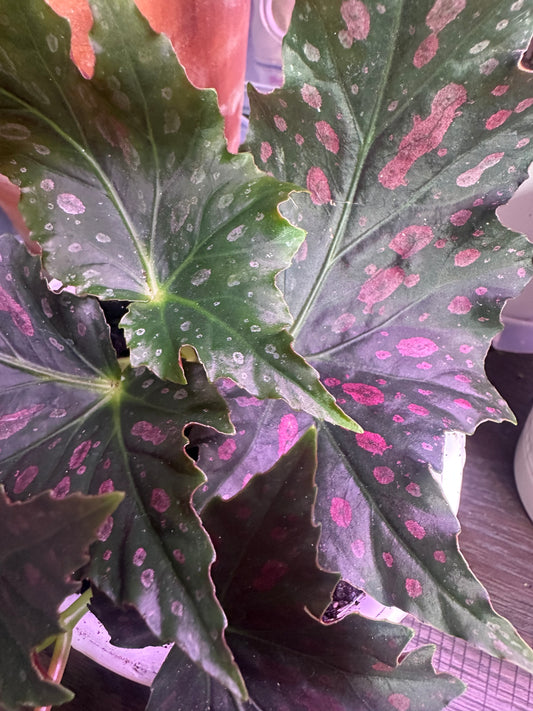 Begonia Jocko Boy foliage