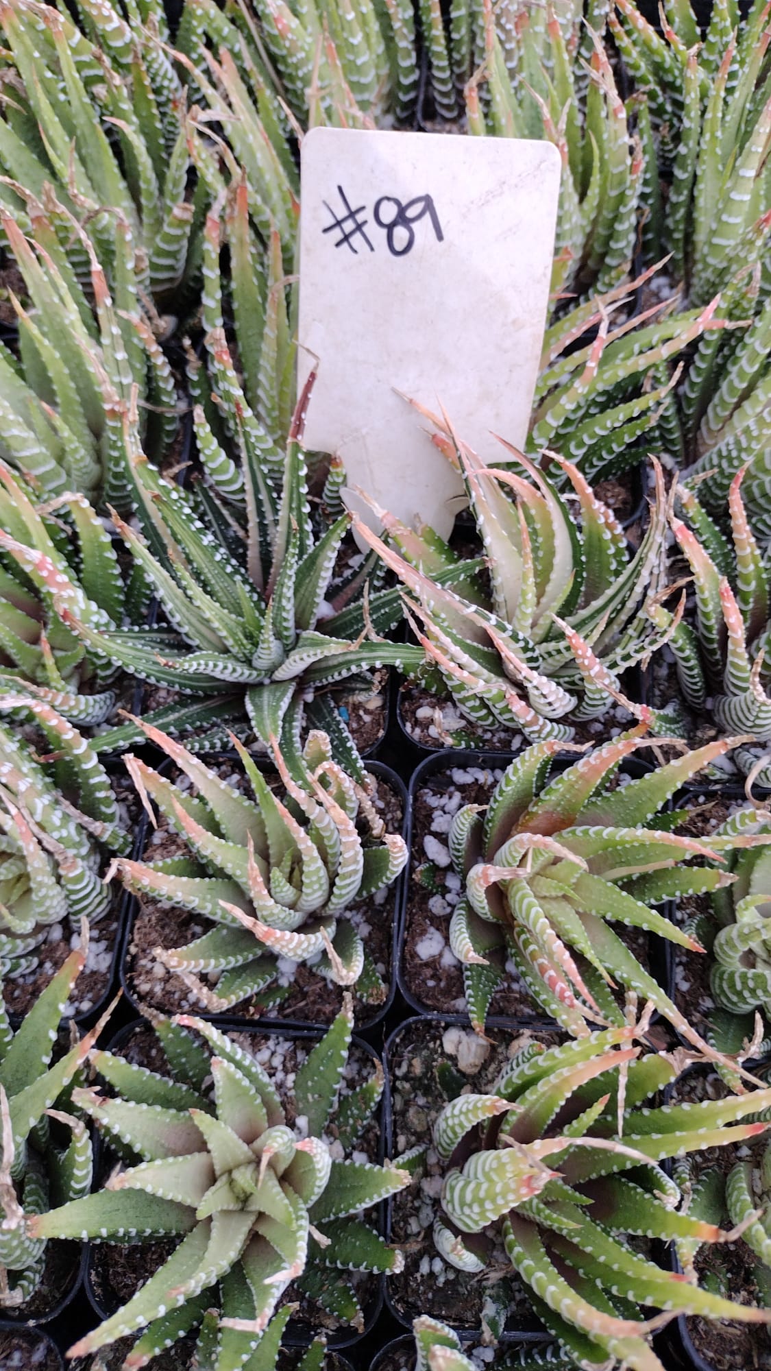 #89 Variegated Haworthia Zebra