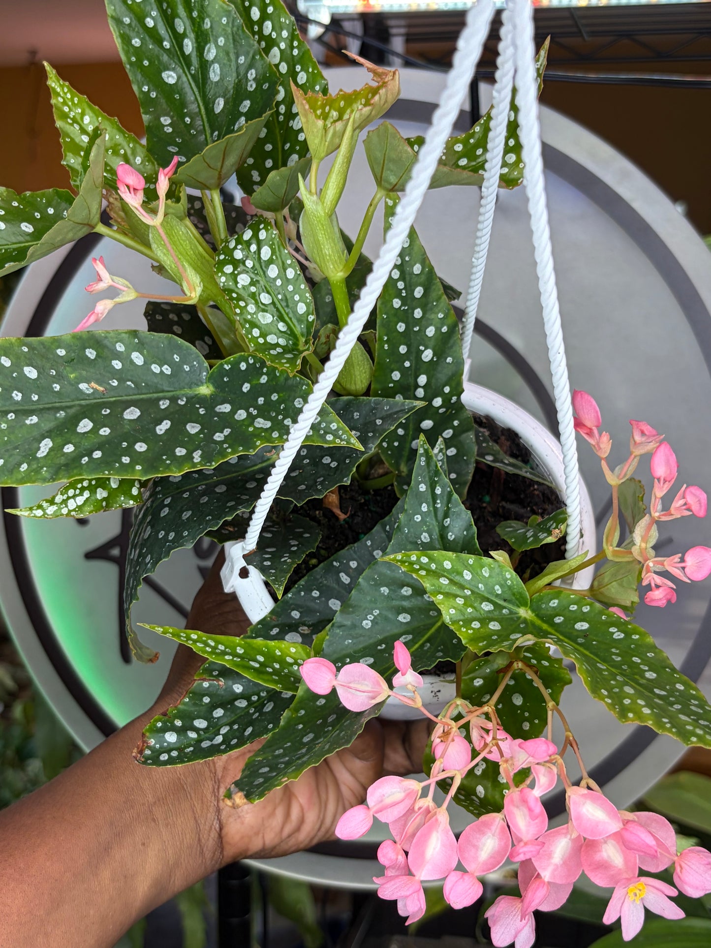 Begonia White Ice