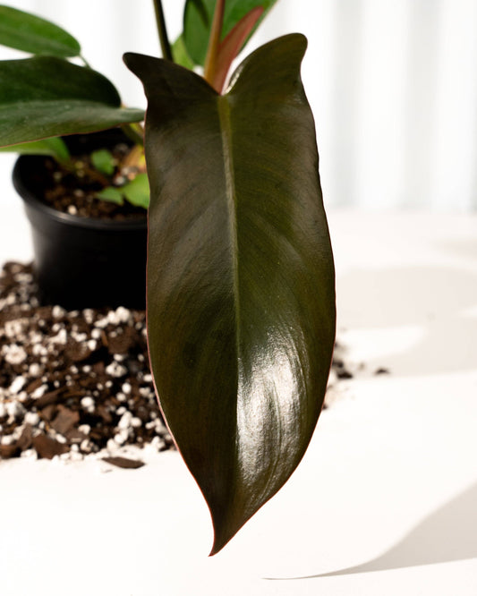 Philodendron 'Florida Bronze'