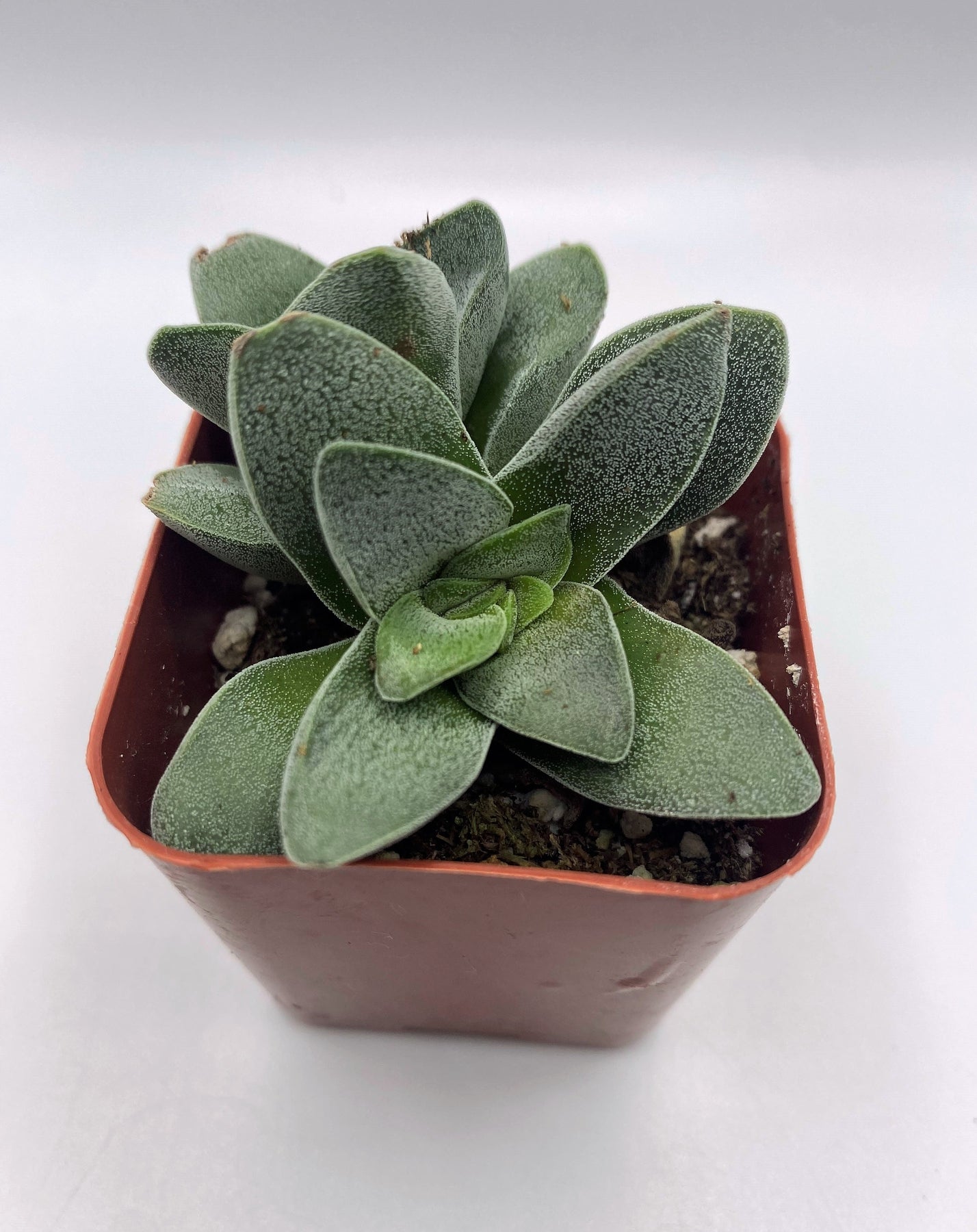 #9 Crassula Morgan's Beauty