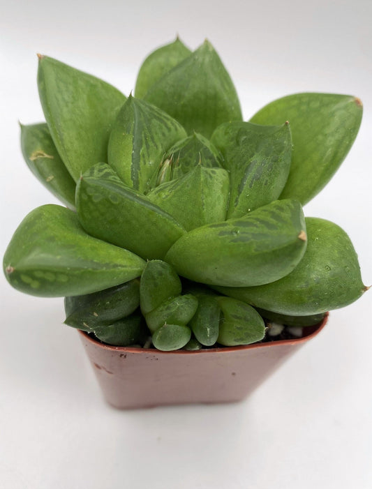 #91 Haworthia
