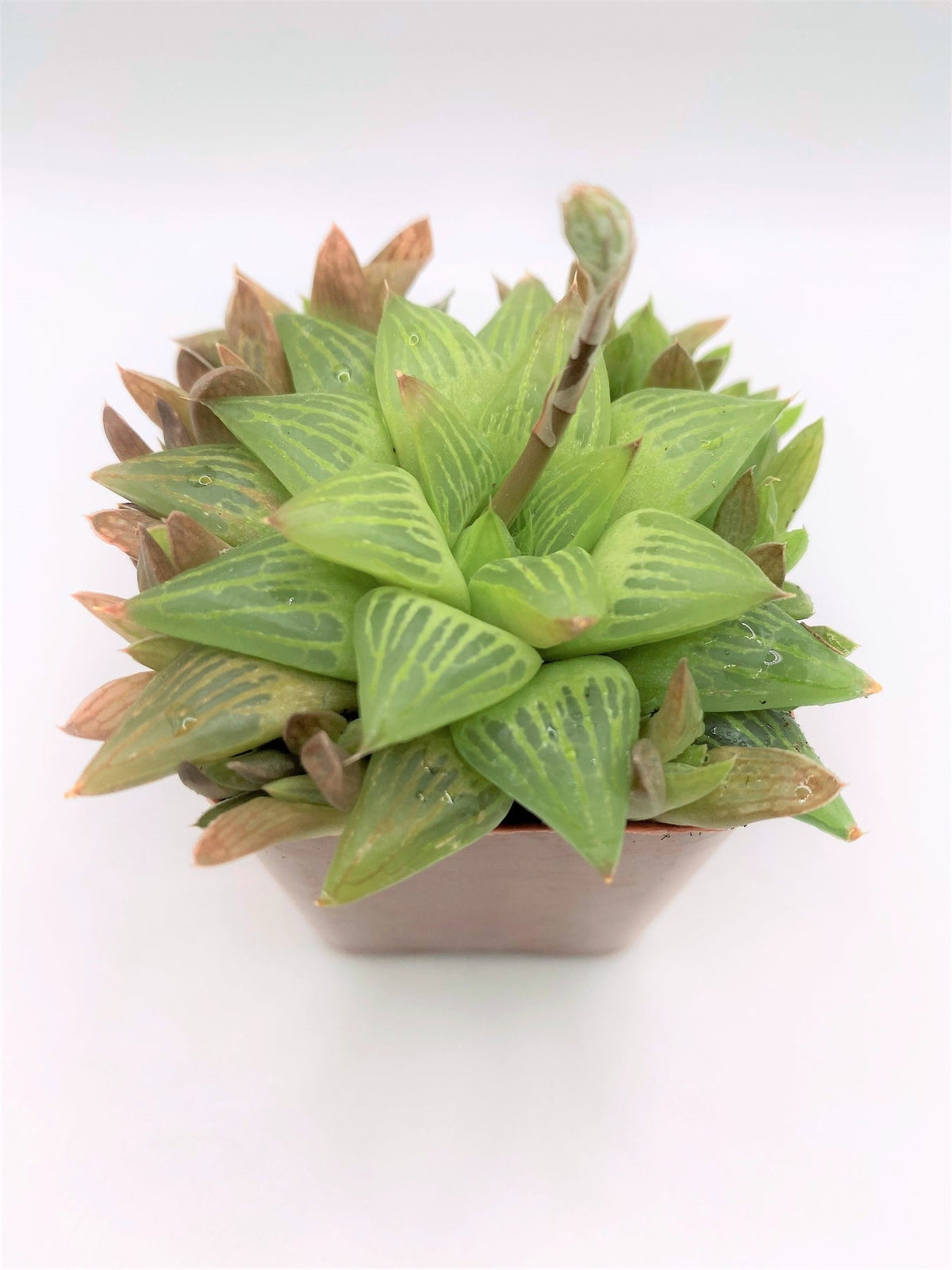 #94 Haworthia