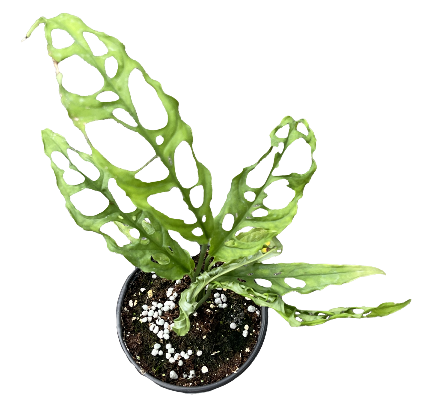 Monstera Obliqua Peru