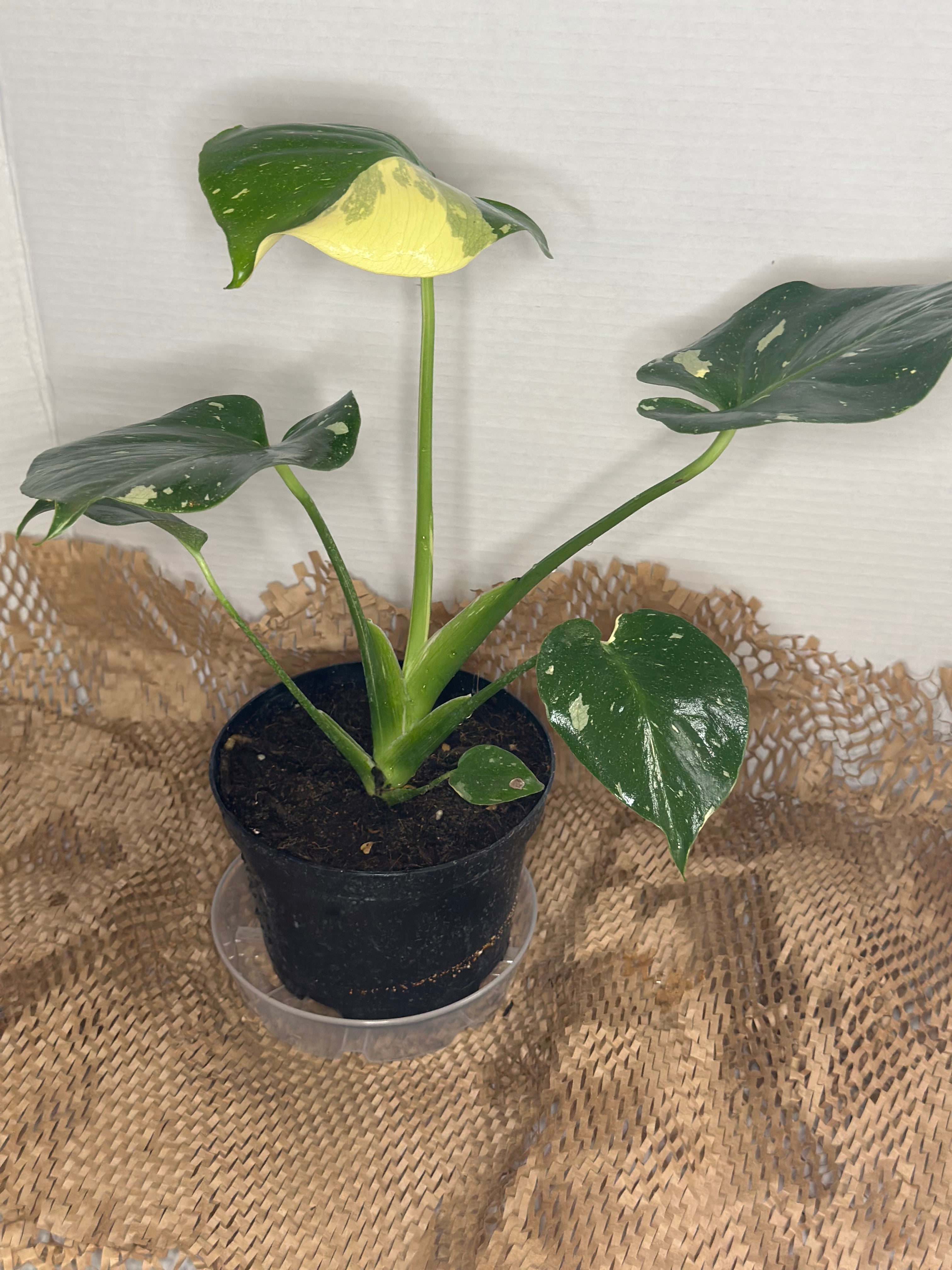 🌟 Monstera Thai Constellation