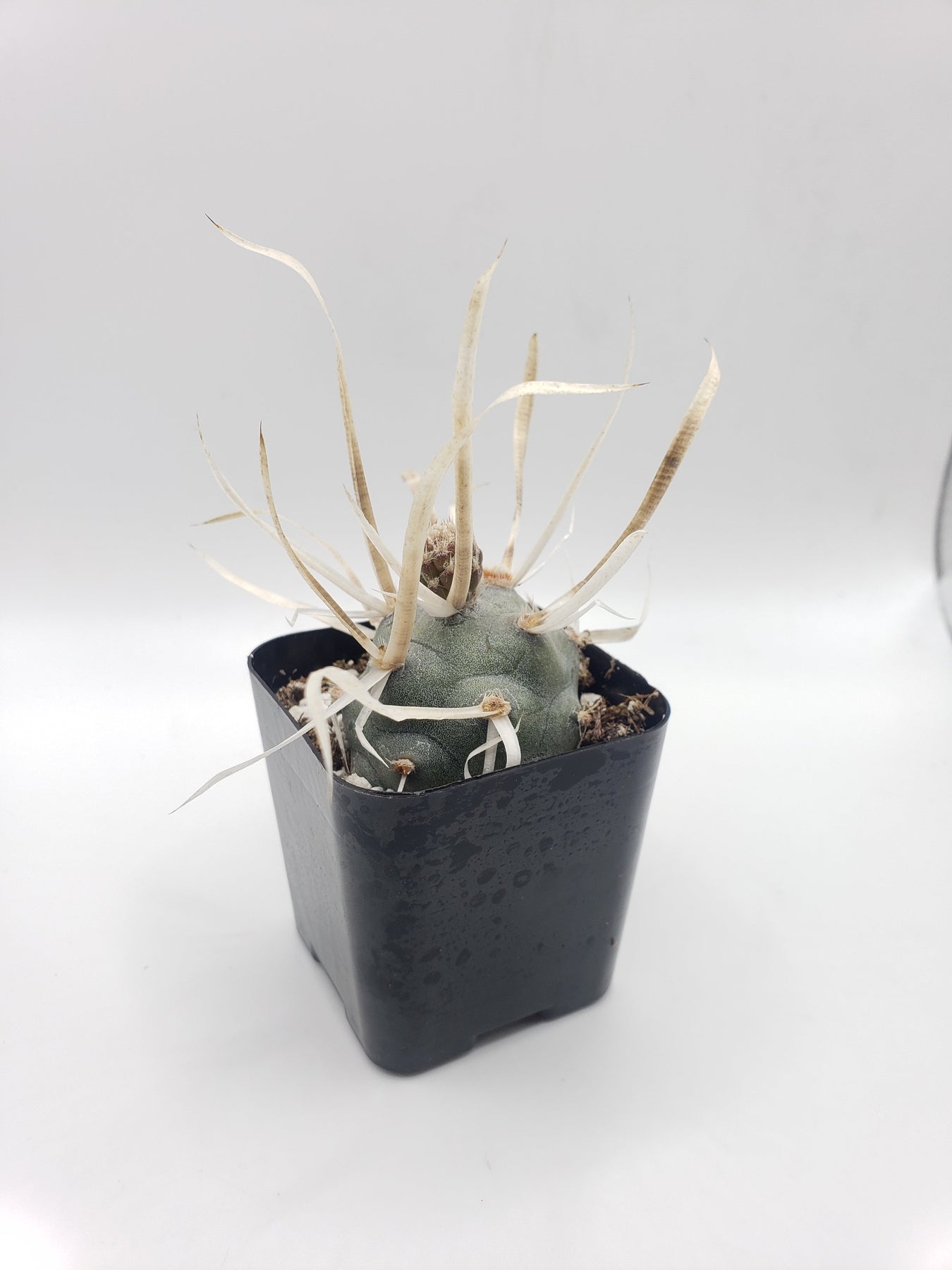 #9C Tephrocactus Articulate Paper Spine 2"