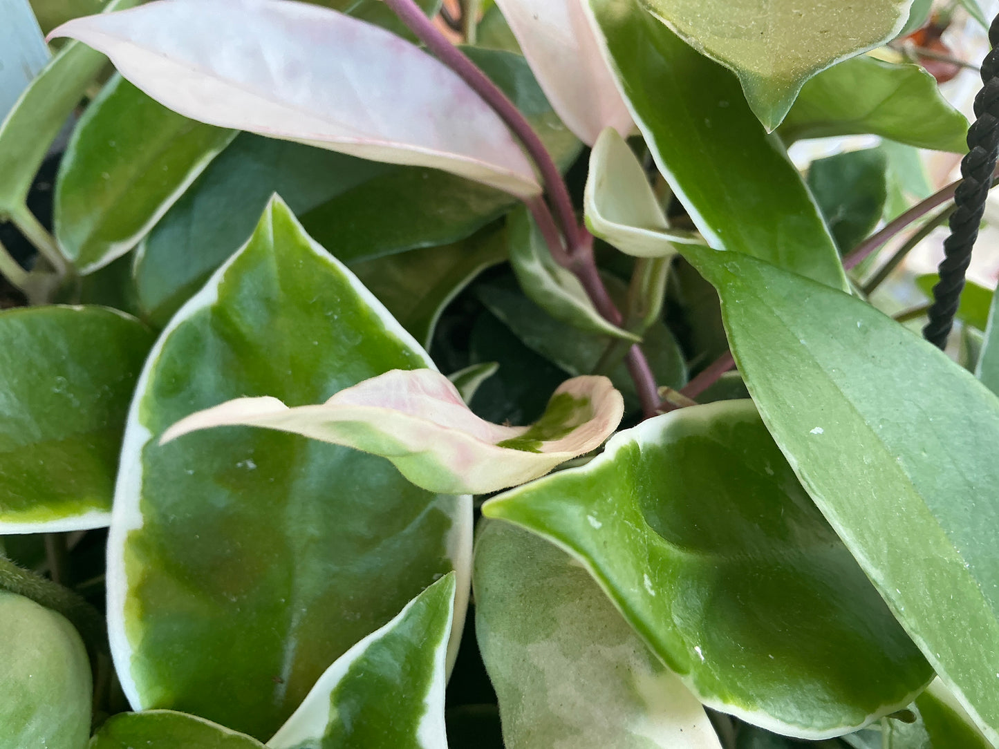 Hoya Carnosa ‘Krimson Queen’