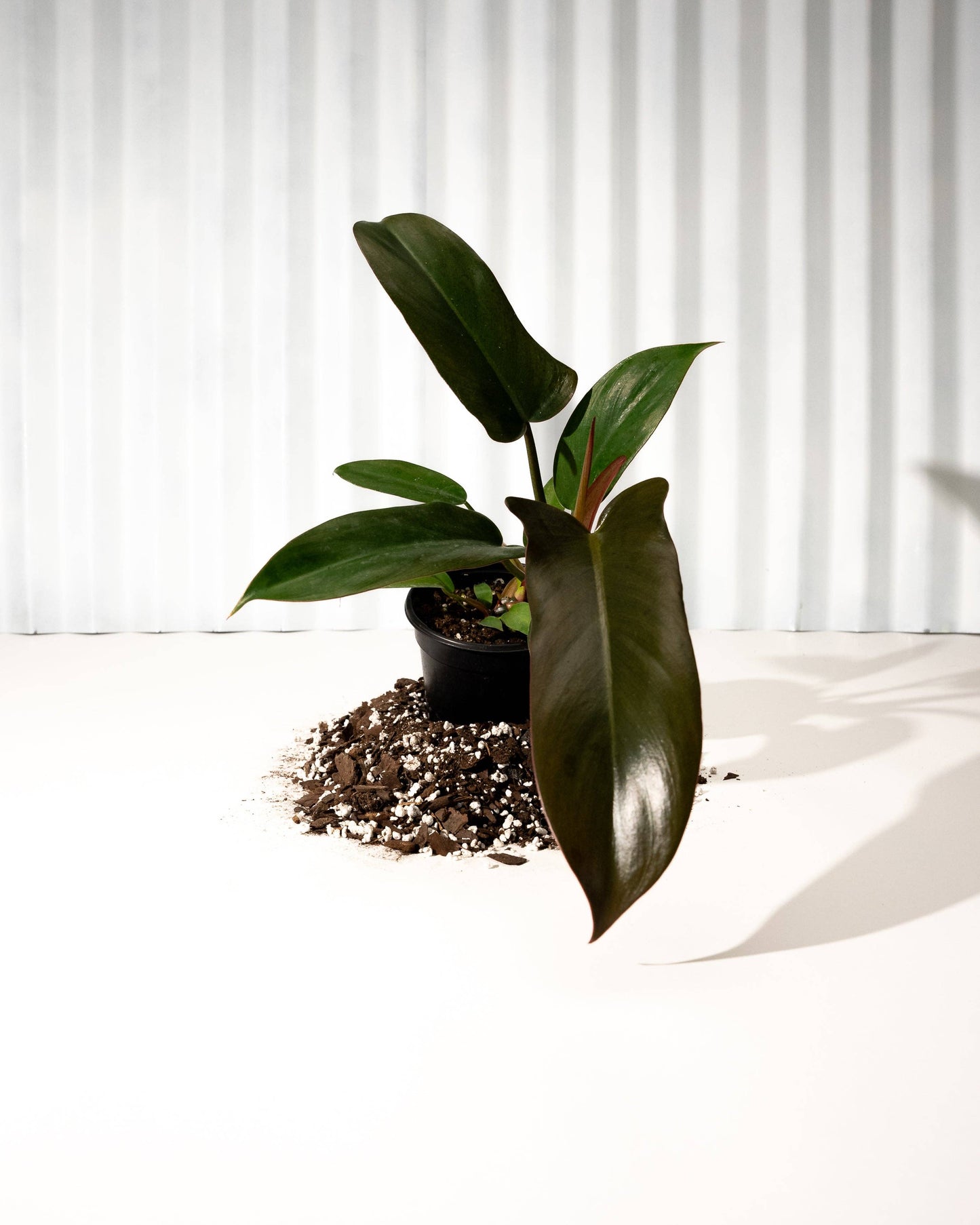 Philodendron 'Florida Bronze'