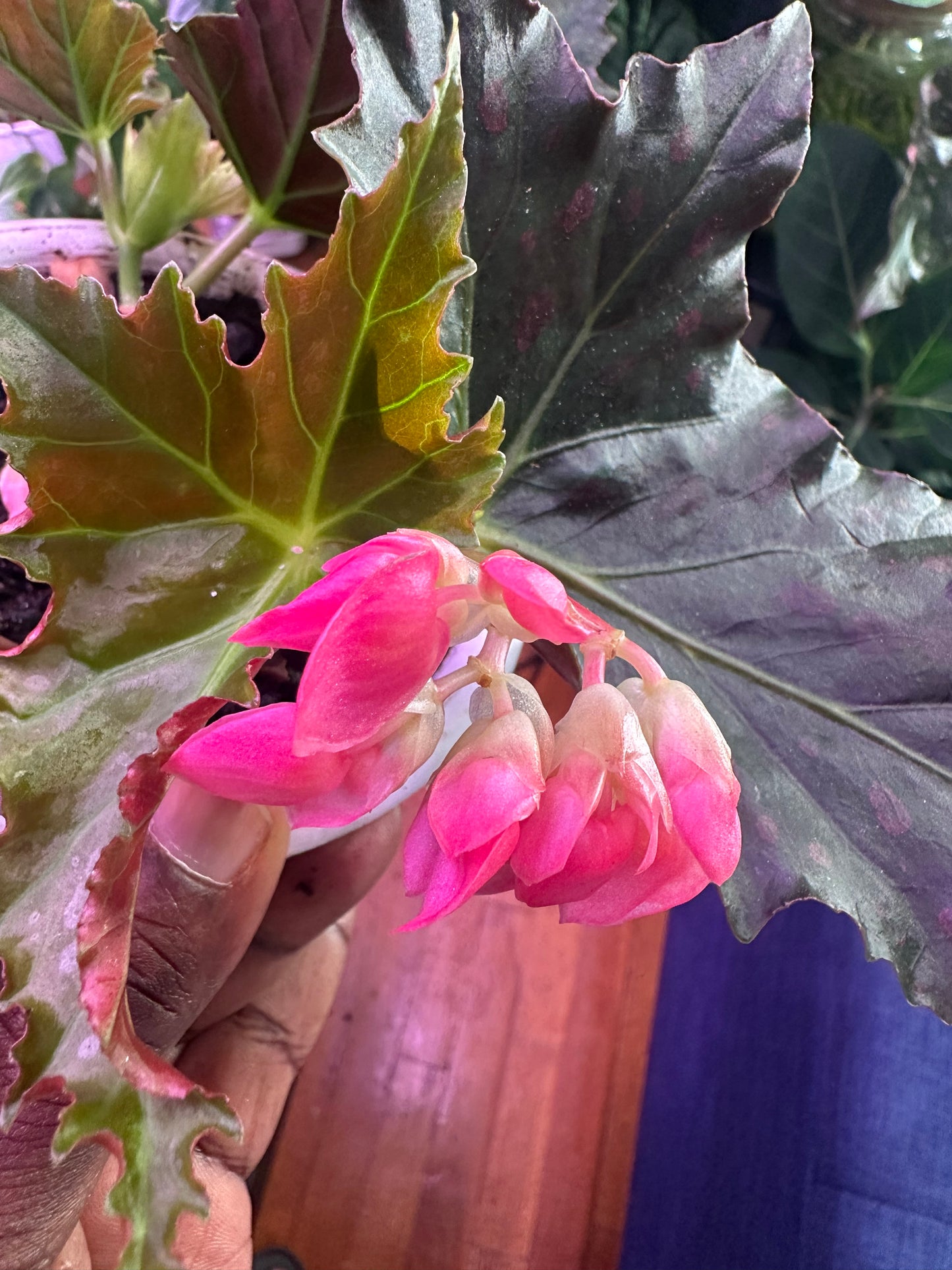 Begonia ‘Jocko Boy’ | Pink-Spotted Cane Begonia