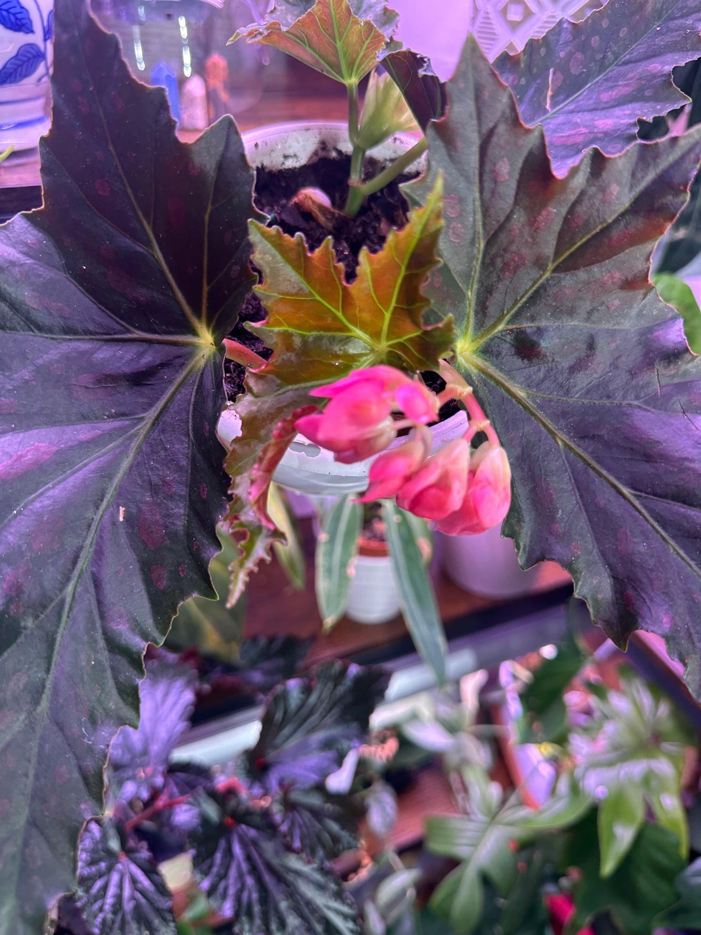 Begonia ‘Jocko Boy’ | Pink-Spotted Cane Begonia
