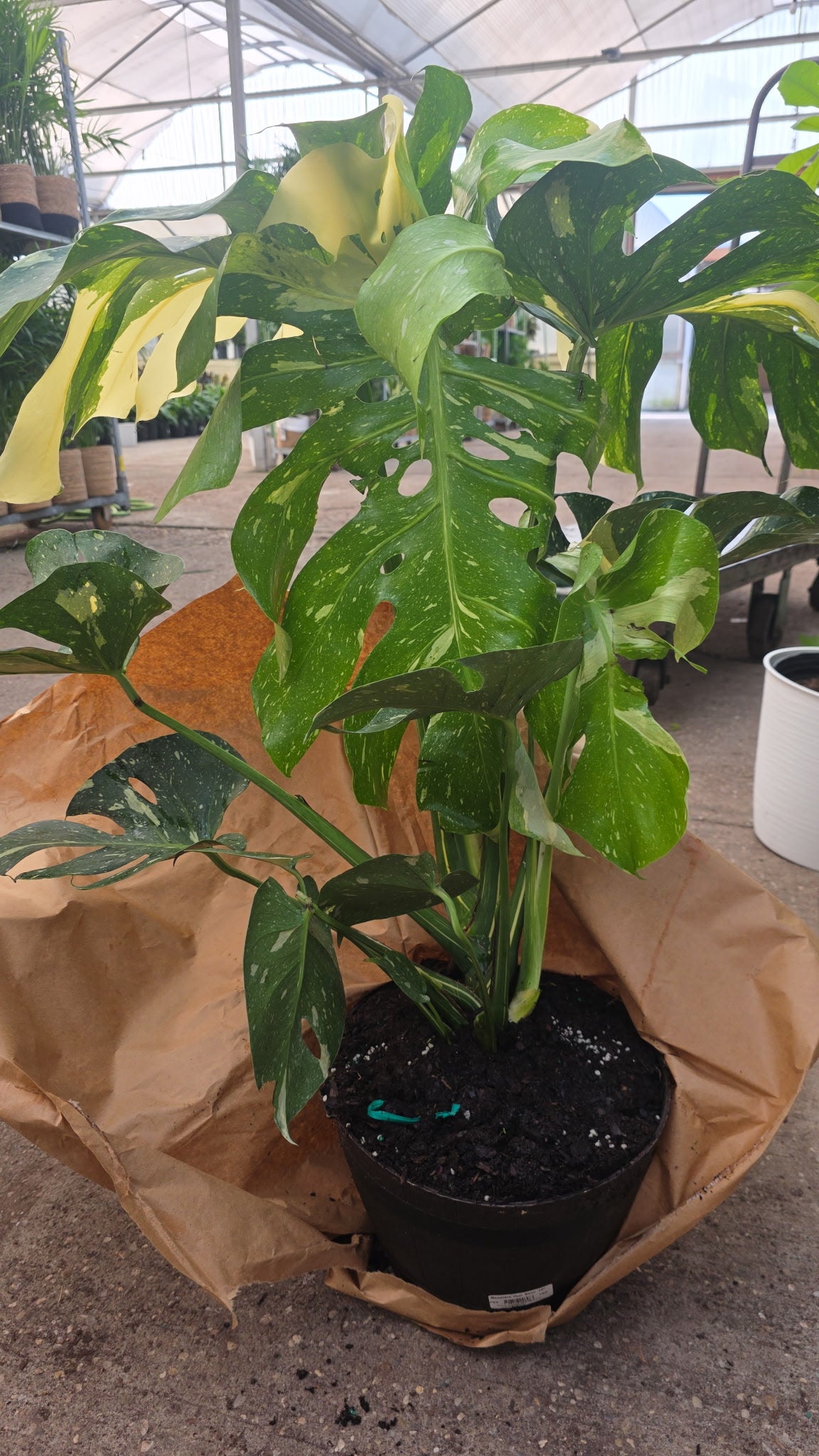 Monstera Thai Constellation (Mature)