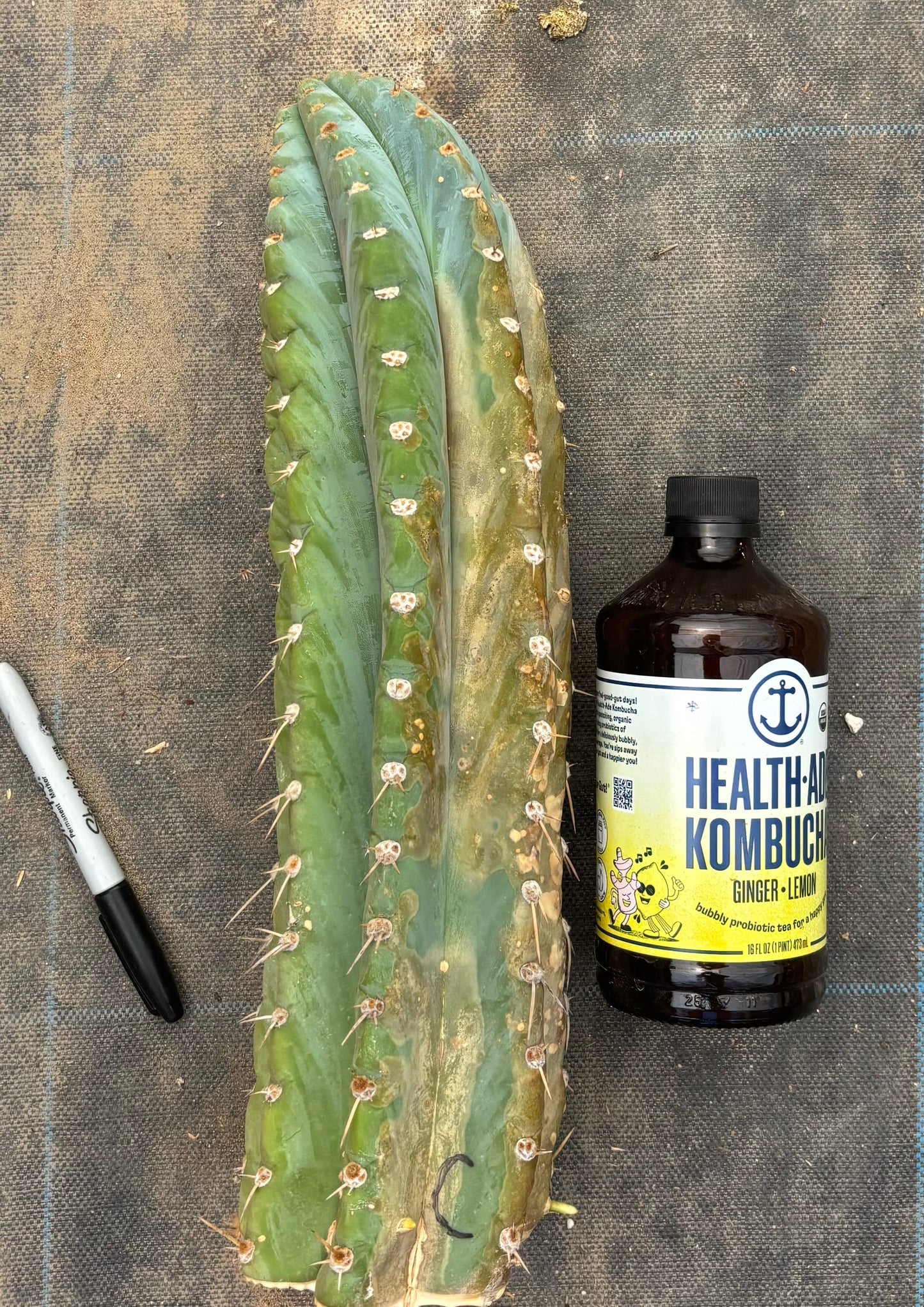 #EC20 EXACT TLC Special Trichocereus Peruvianus TSSBP Blue Peru Cactus Cuttings