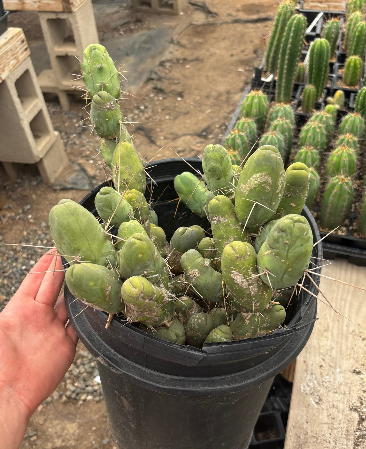 #EC39 EXACT Trichocereus Bridgesii Monstrose TBM Cactus 48+ segments