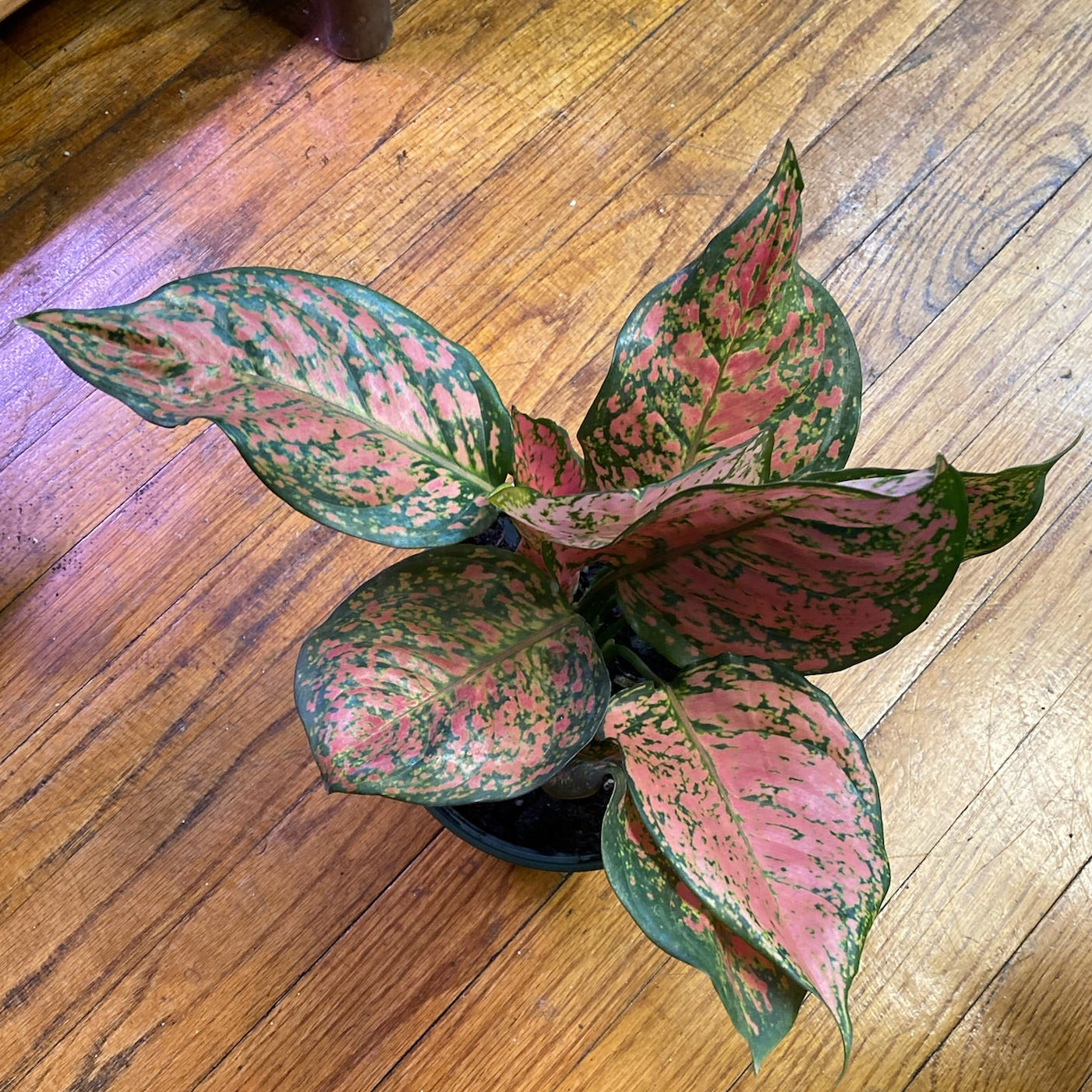Aglaonema Etta Rose