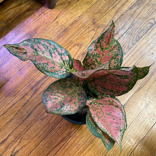 Aglaonema Etta Rose