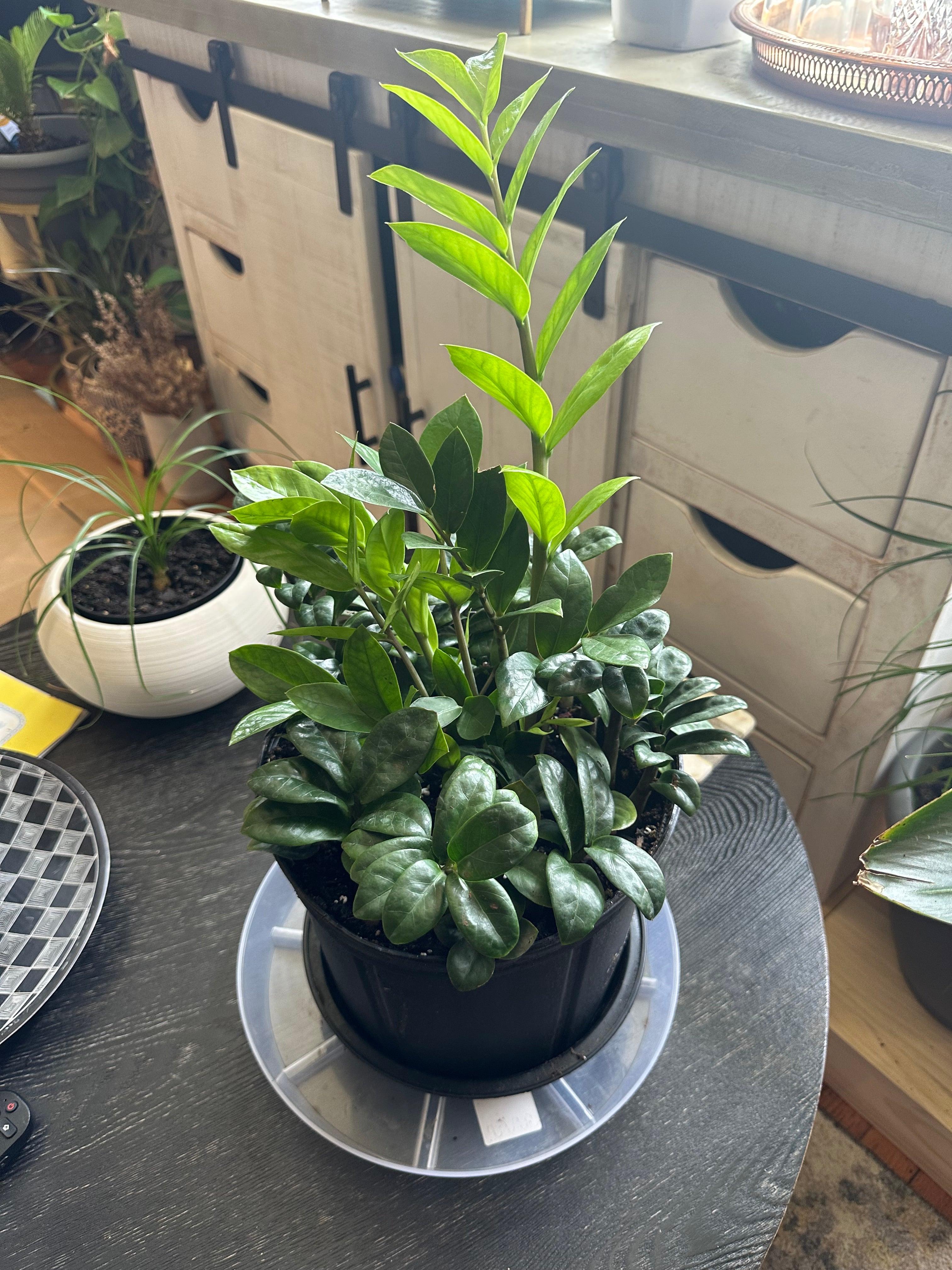 💎 ZZ Bouquet 10-Inch Pot (Dwarf & Regular ZZ Plant Mix)