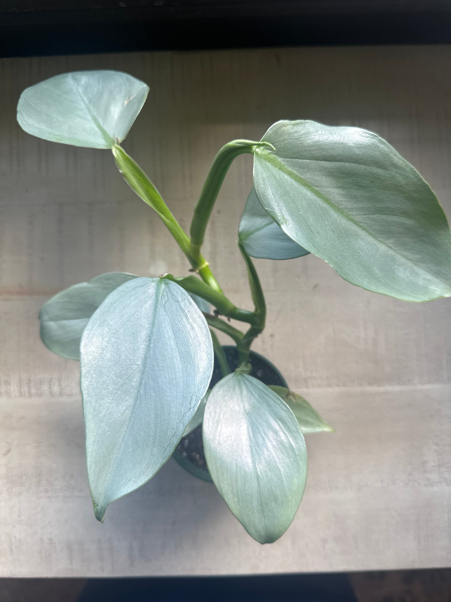 Philodendron Silver Stripe