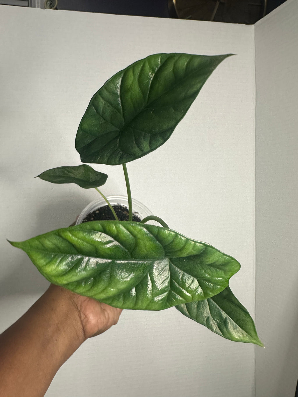 🦄 Alocasia Green Unicorn 2-3 Inch Starter Plant (Baby Magical Elephant Ear)