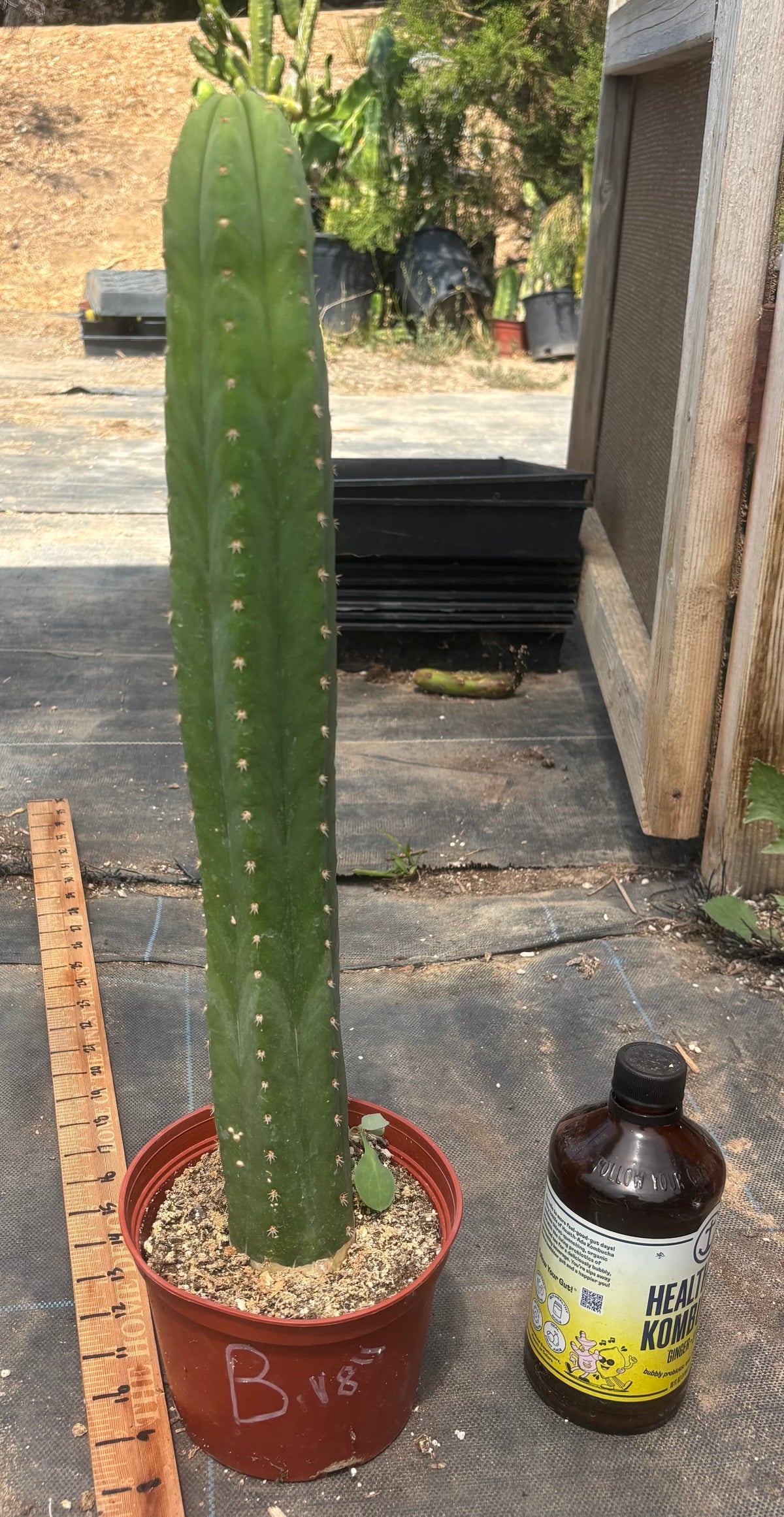 #EC13 EXACT Trichocereus Pachanoi #46 Cactus Potted & Cuttings