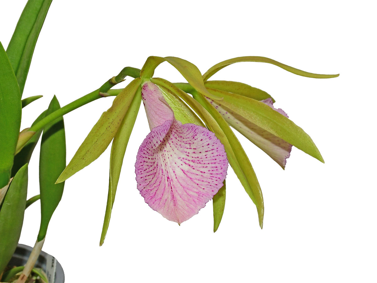 Brassocattleya Ecuagenera