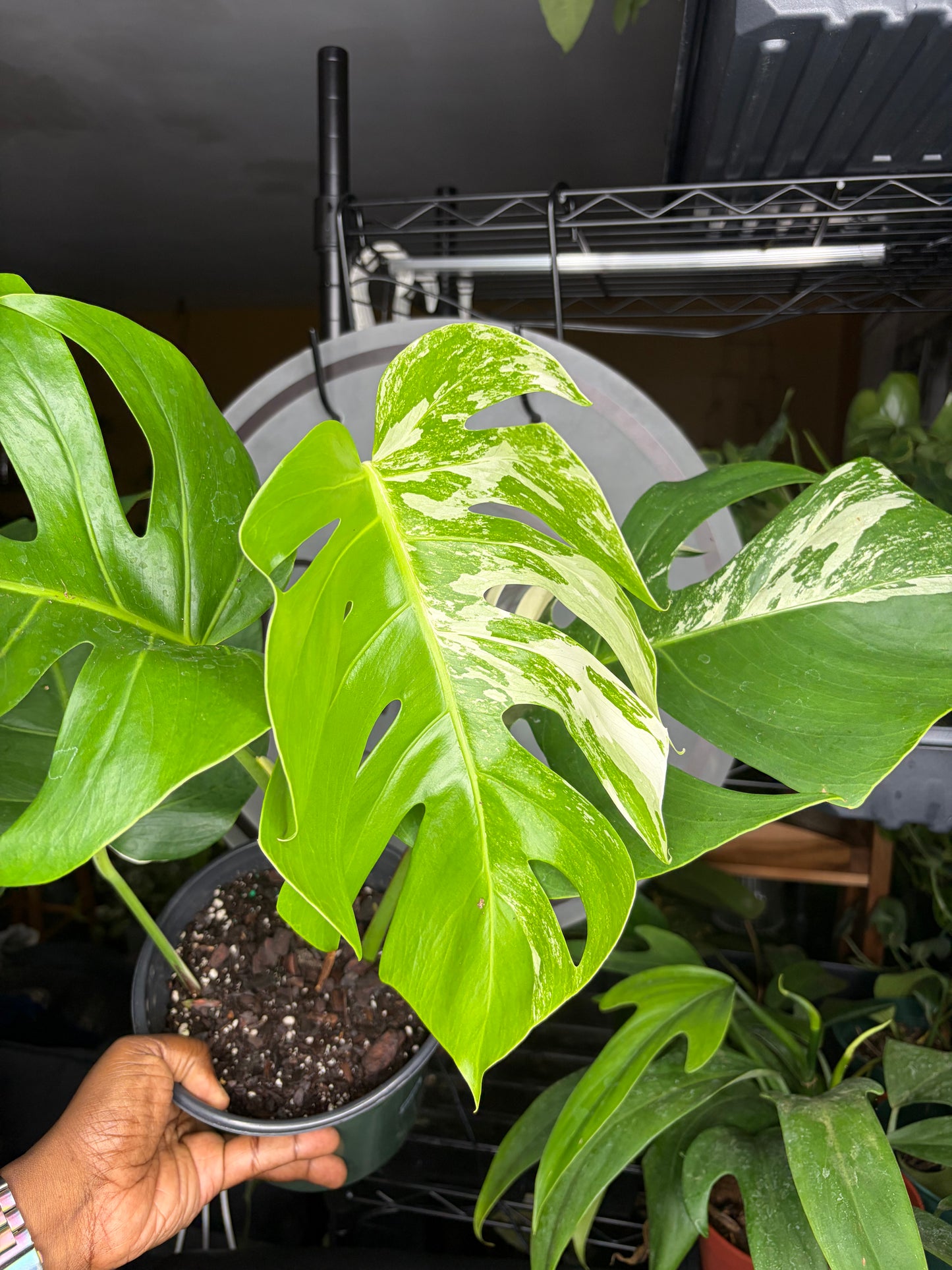 Monstera Albo