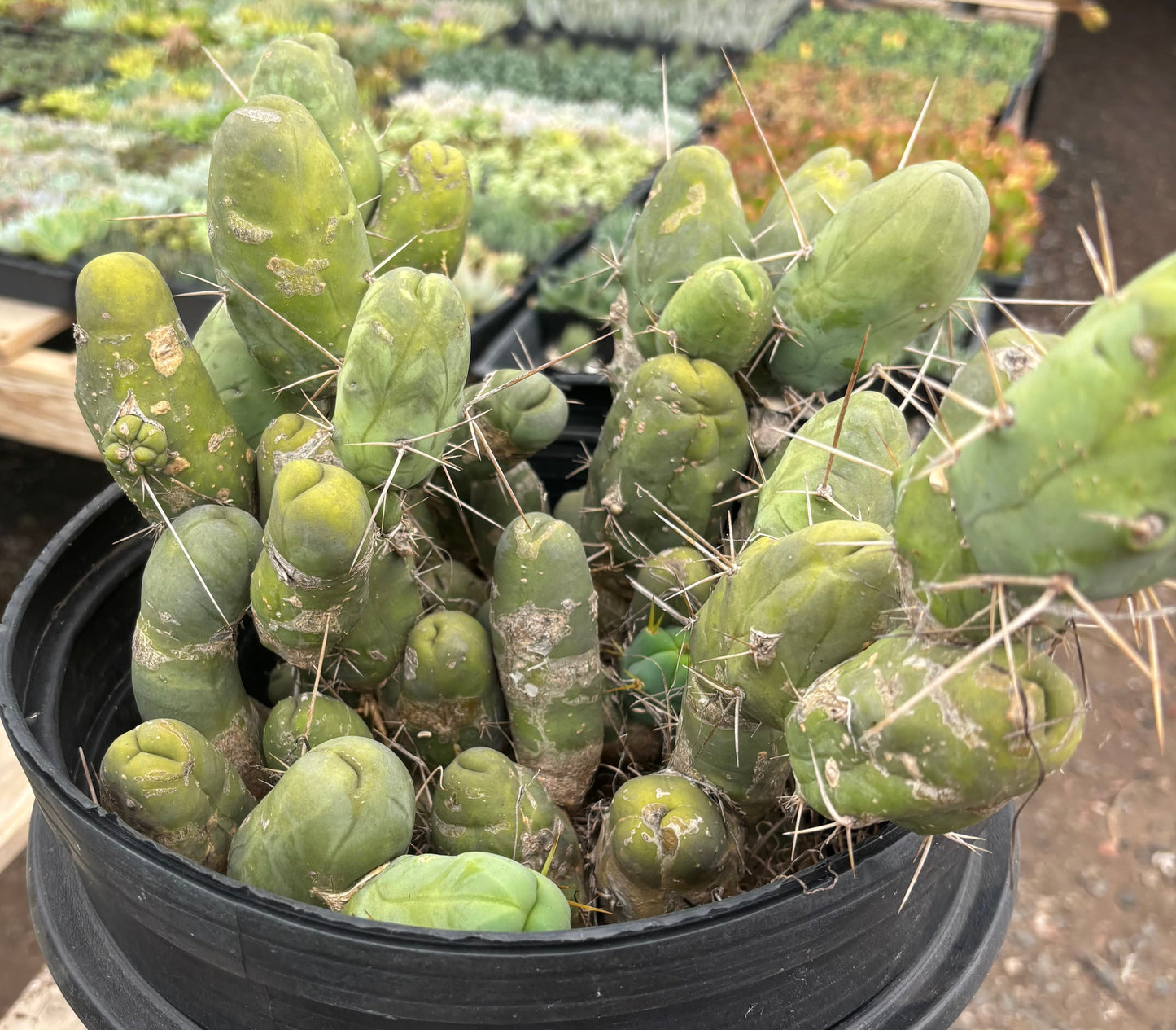 #EC39 EXACT Trichocereus Bridgesii Monstrose TBM Cactus 48+ segments