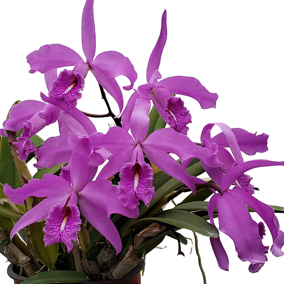 Cattleya maxima
