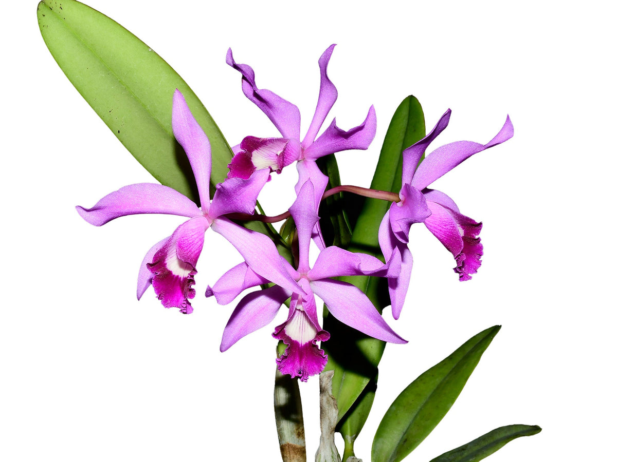 Cattleya Big Leaps