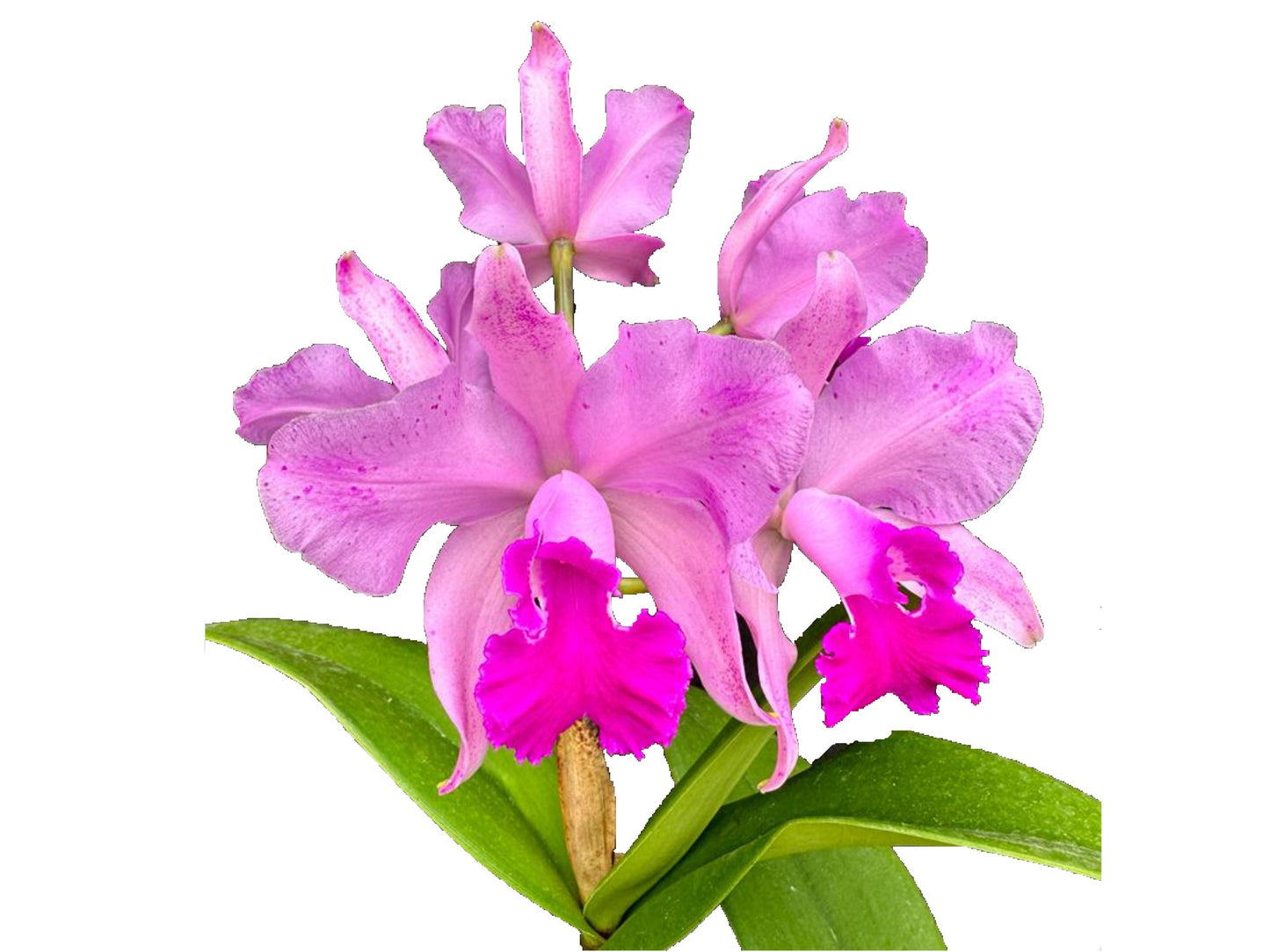 Cattleya Kay
