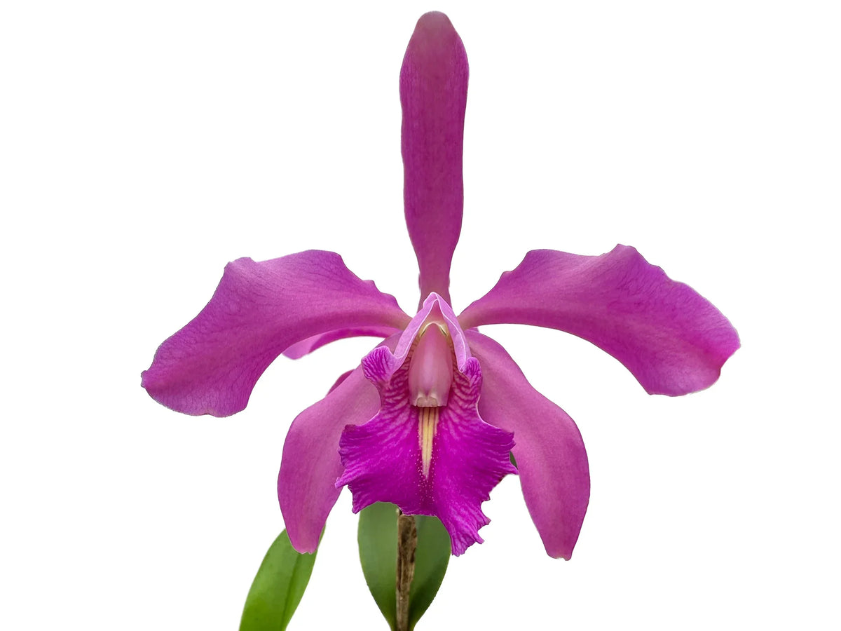 Cattleya Little Lars