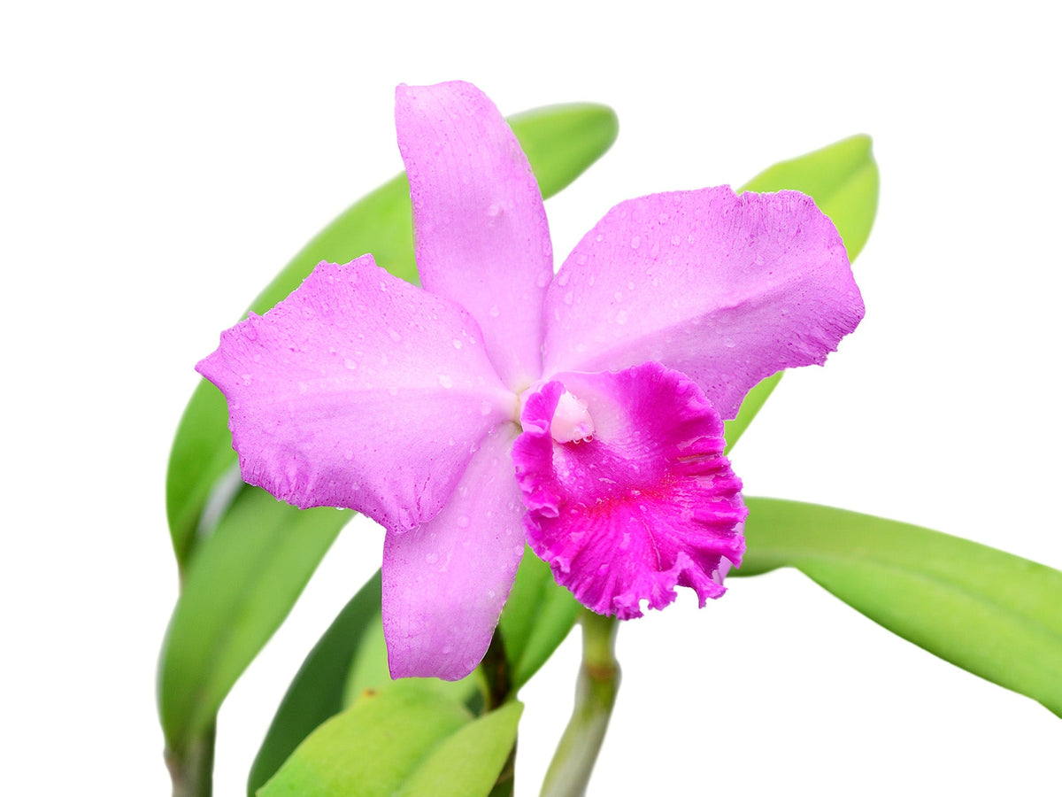 Cattleya Pedro