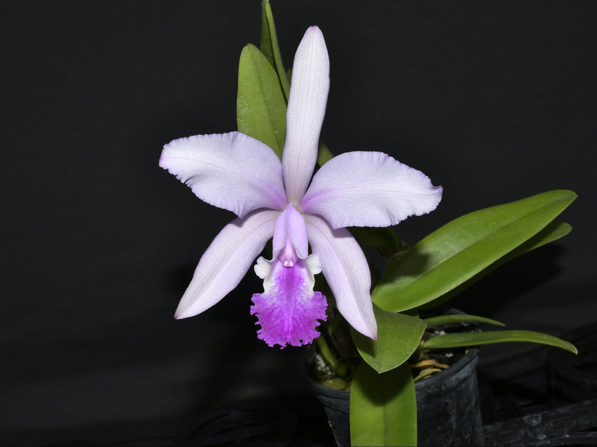 Cattleya Thayeriana