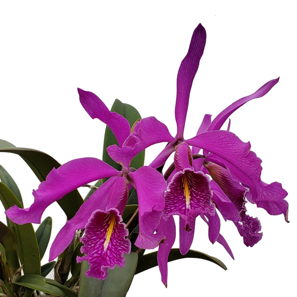 Cattleya maxima