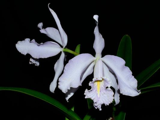 Cattleya maxima f. coerulea Ecua 0168 x 'Gigi Dream'