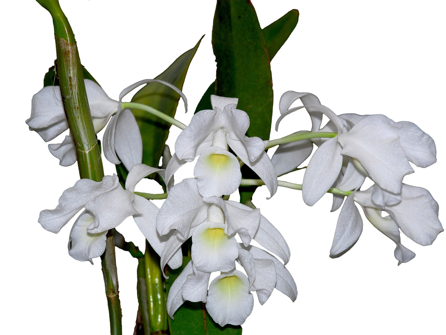 Guarianthe skinneri f. alba