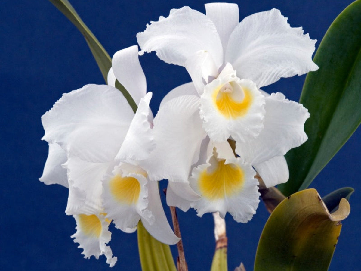 Cattleya trianae f. alba