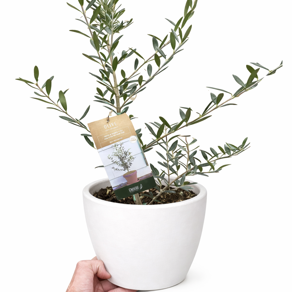 Common Olive Tree (Olea europaea)