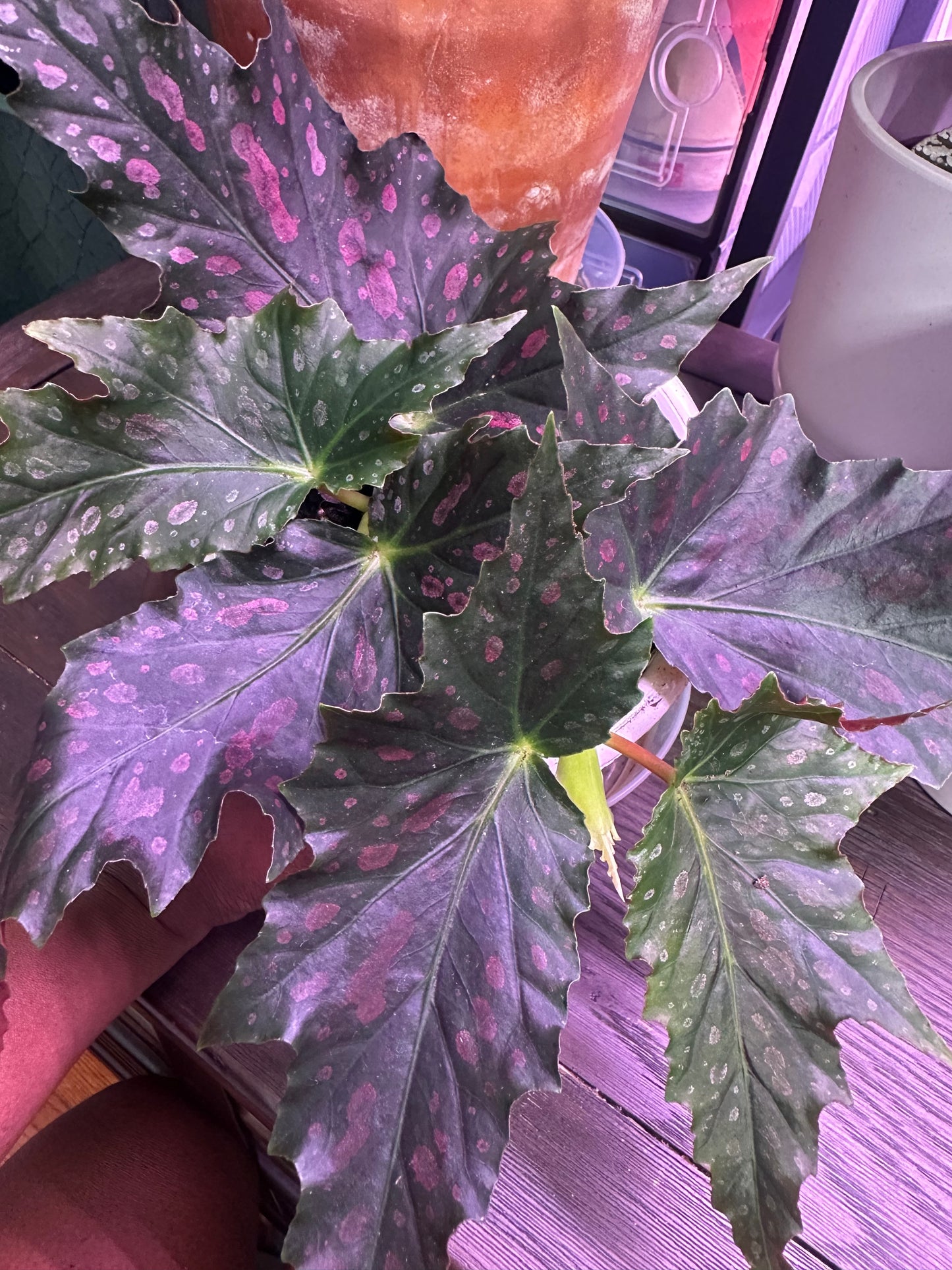 Begonia ‘Jocko Boy’ | Pink-Spotted Cane Begonia