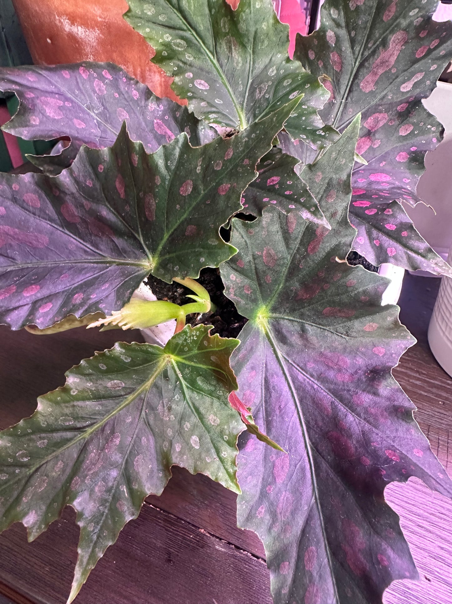 Begonia ‘Jocko Boy’ | Pink-Spotted Cane Begonia