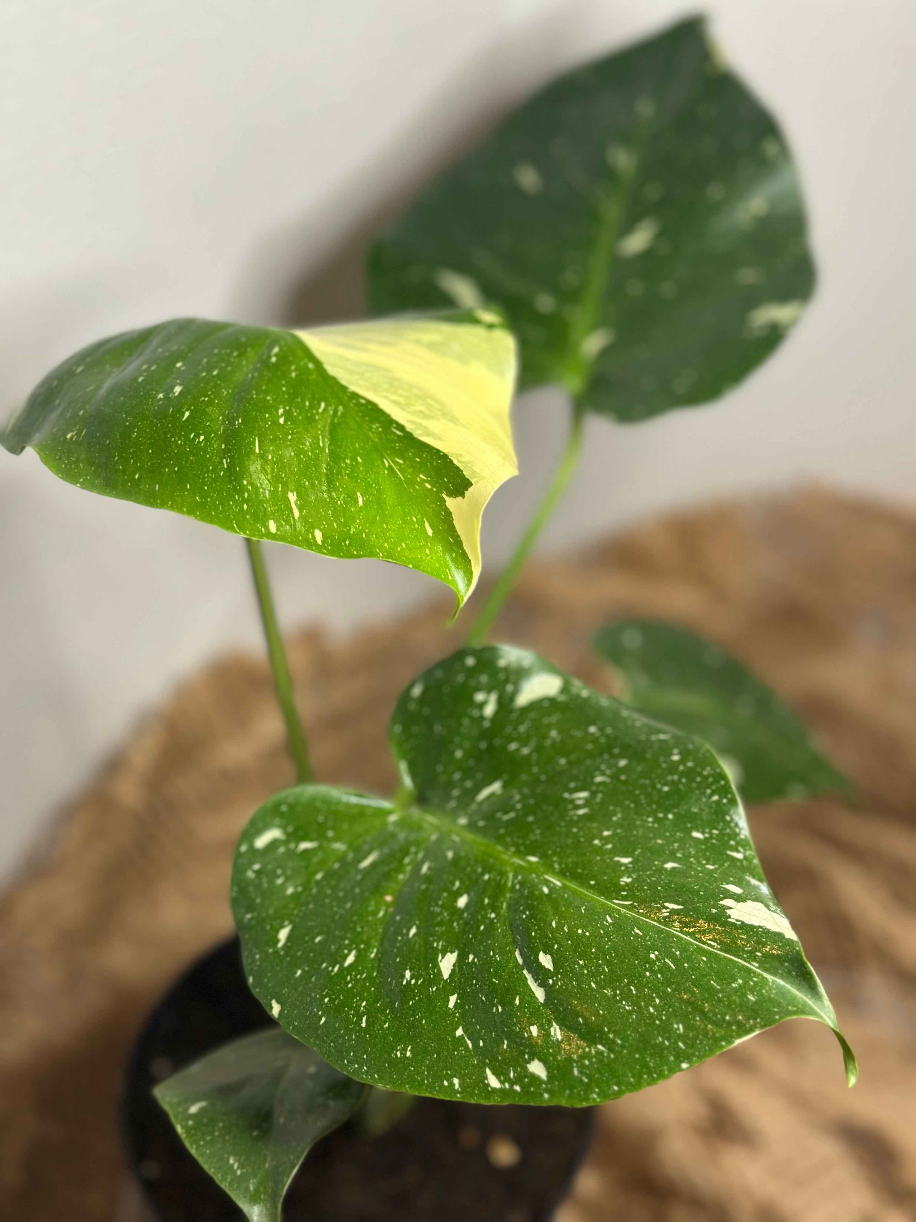 🌟 Monstera Thai Constellation