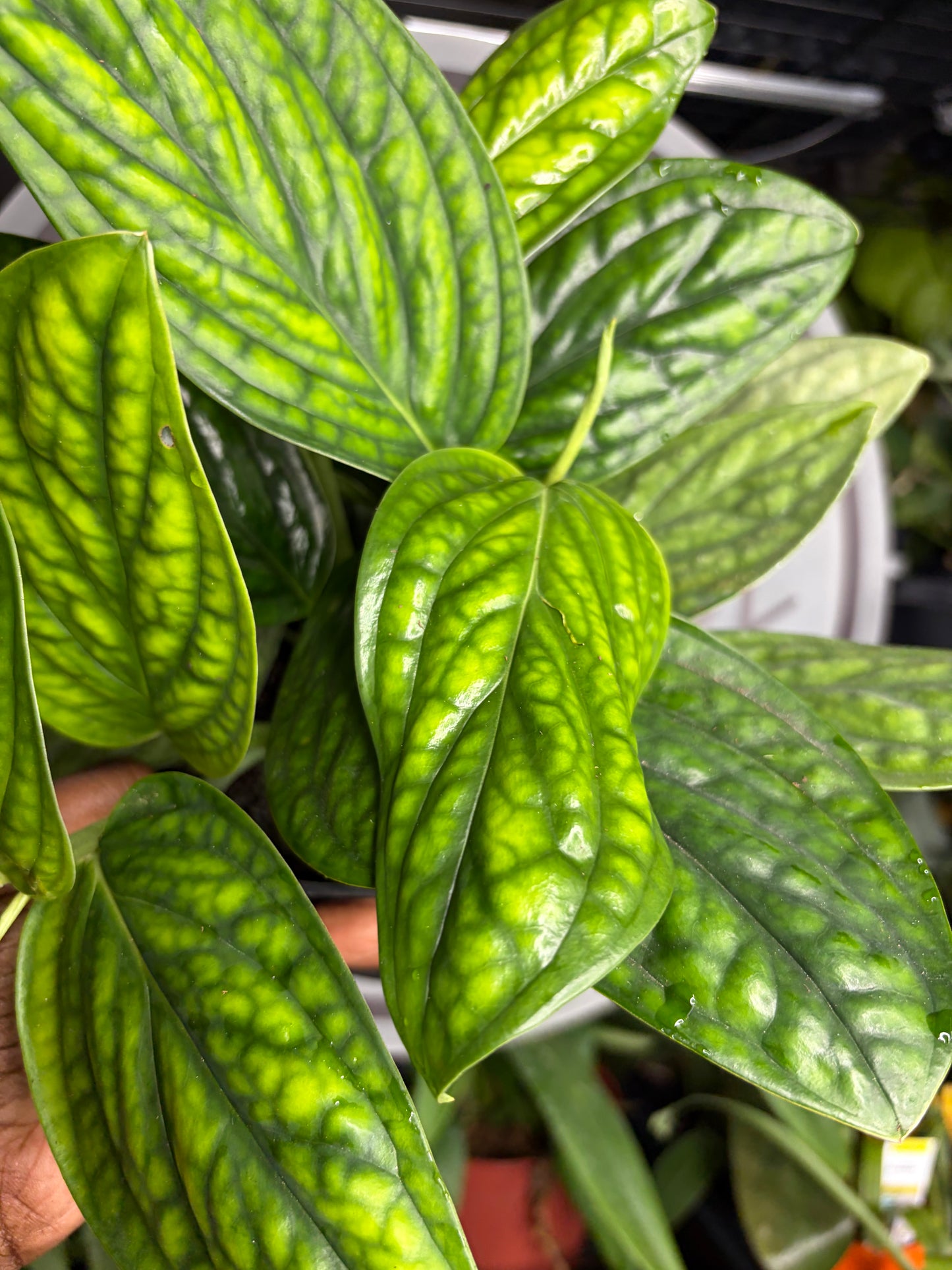 Monstera Peru