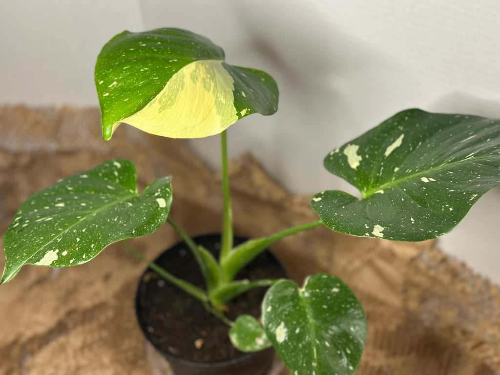 🌟 Monstera Thai Constellation