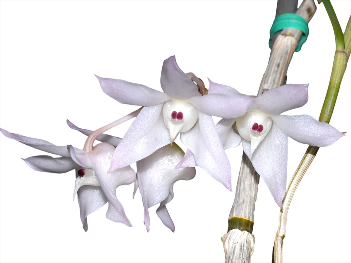Dendrobium aduncum