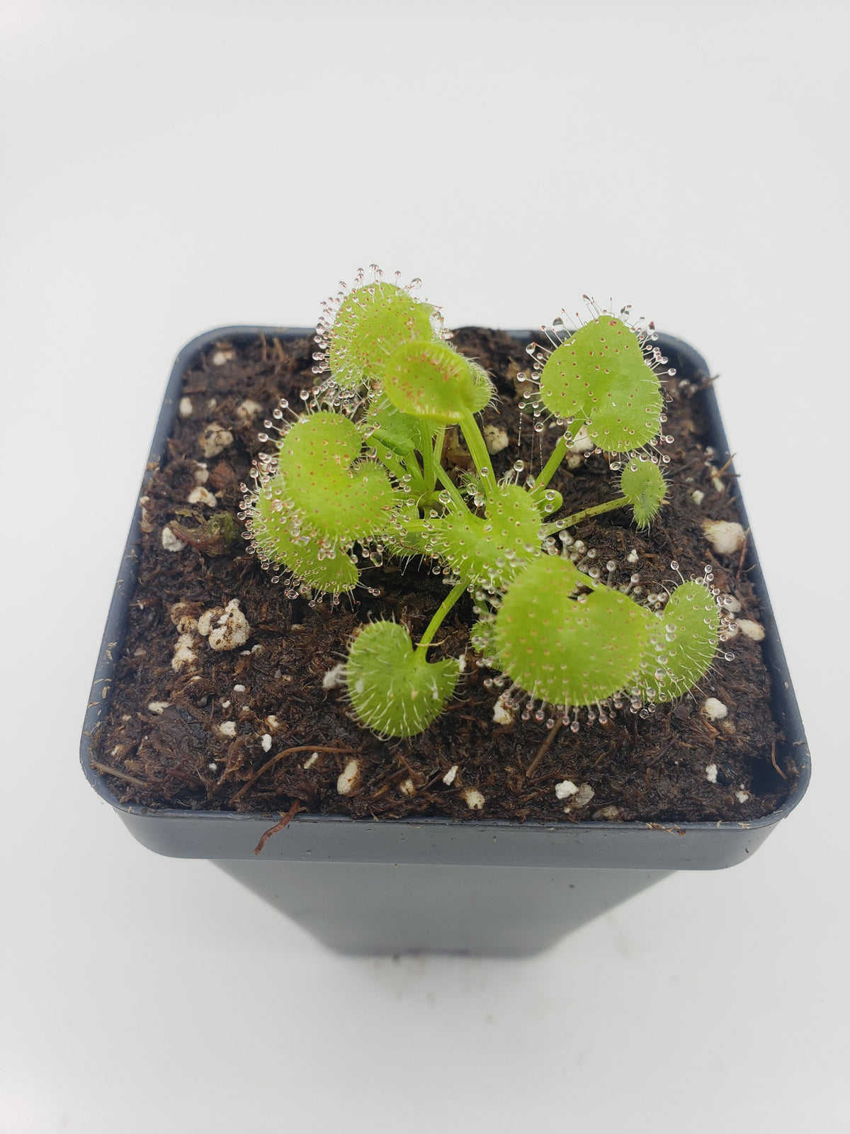 Drosera prolifera  -Live carnivorous plant-